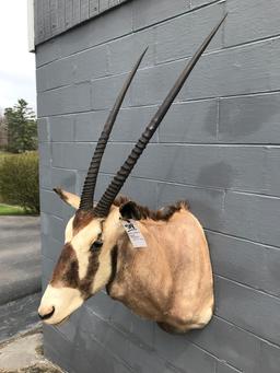 BEAUTIFUL AFRICAN GEMSBOK -BIG HORNS 36"-37" LONG