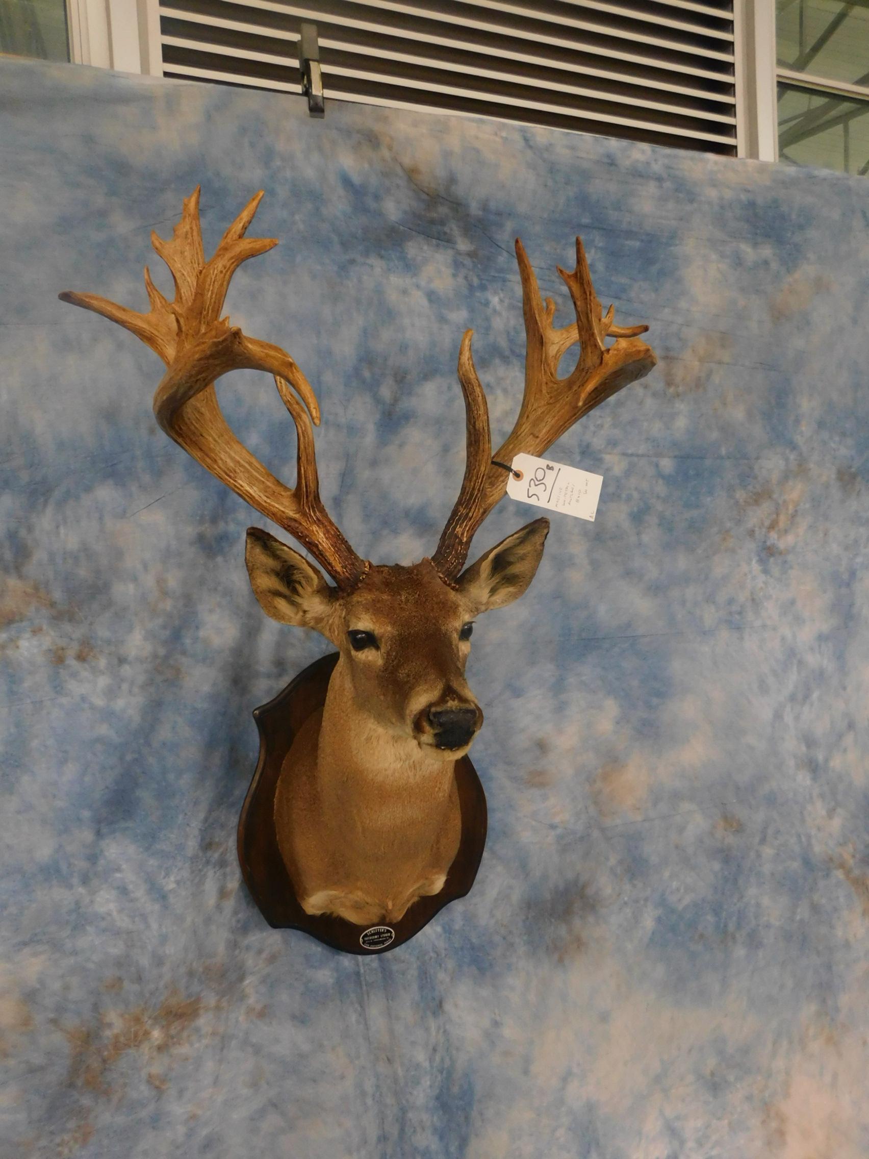 MASSIVE WHITETAIL ANTLERS 8x10 SH MT