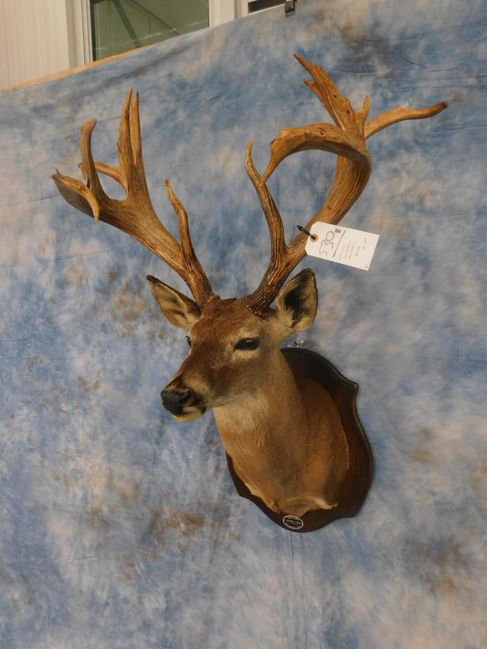 MASSIVE WHITETAIL ANTLERS 8x10 SH MT