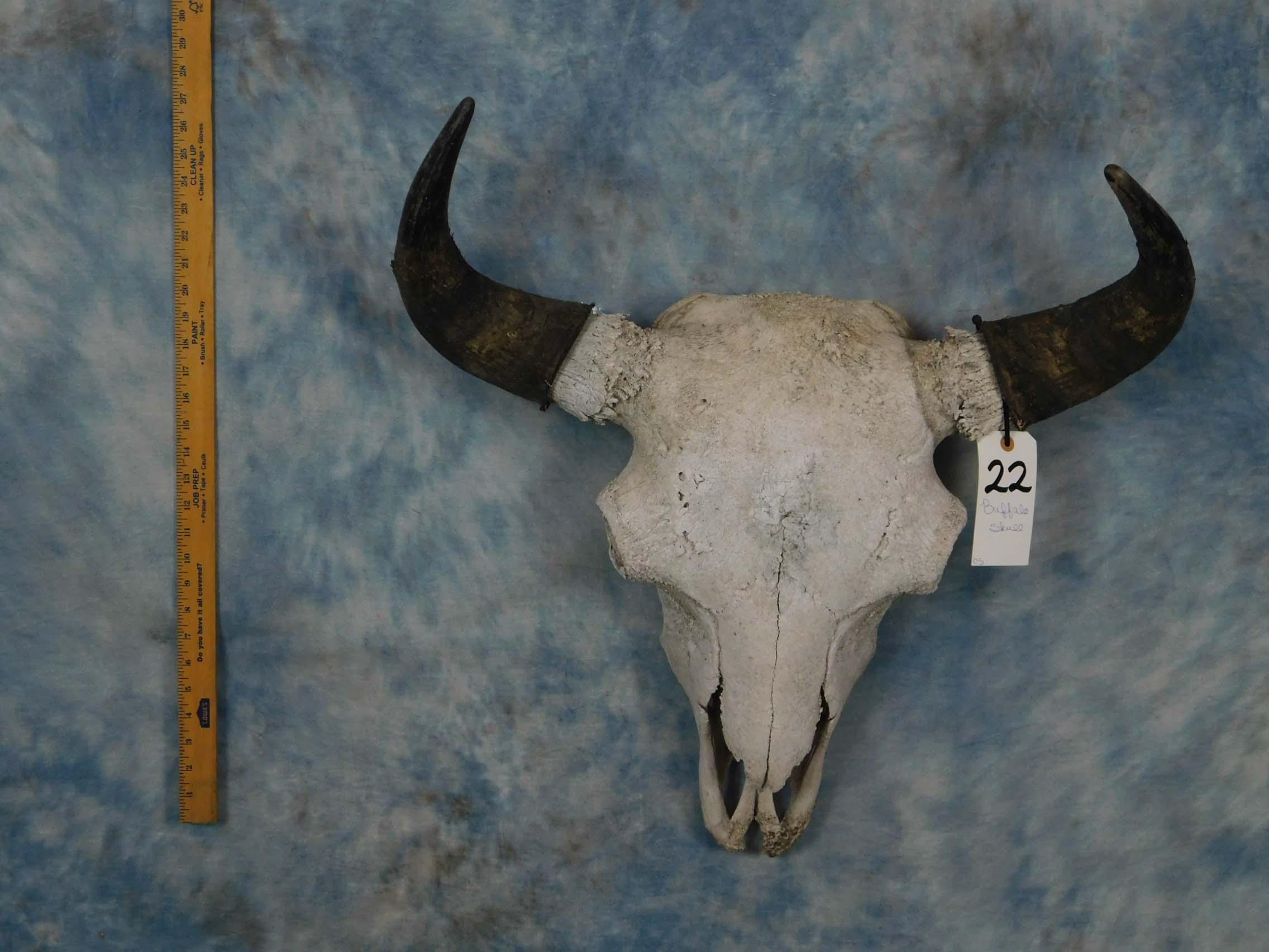 BUFFALO SKULL