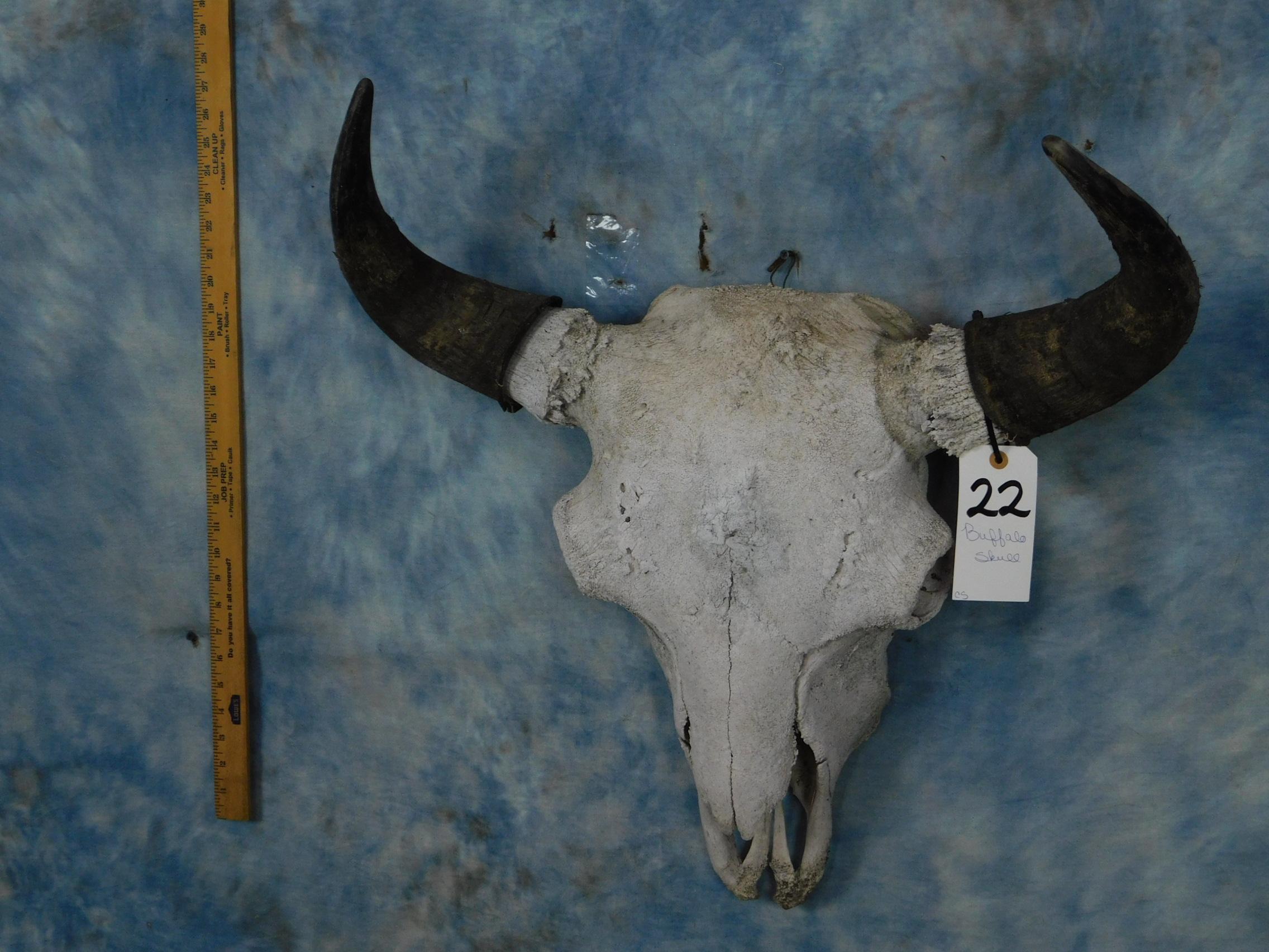 BUFFALO SKULL