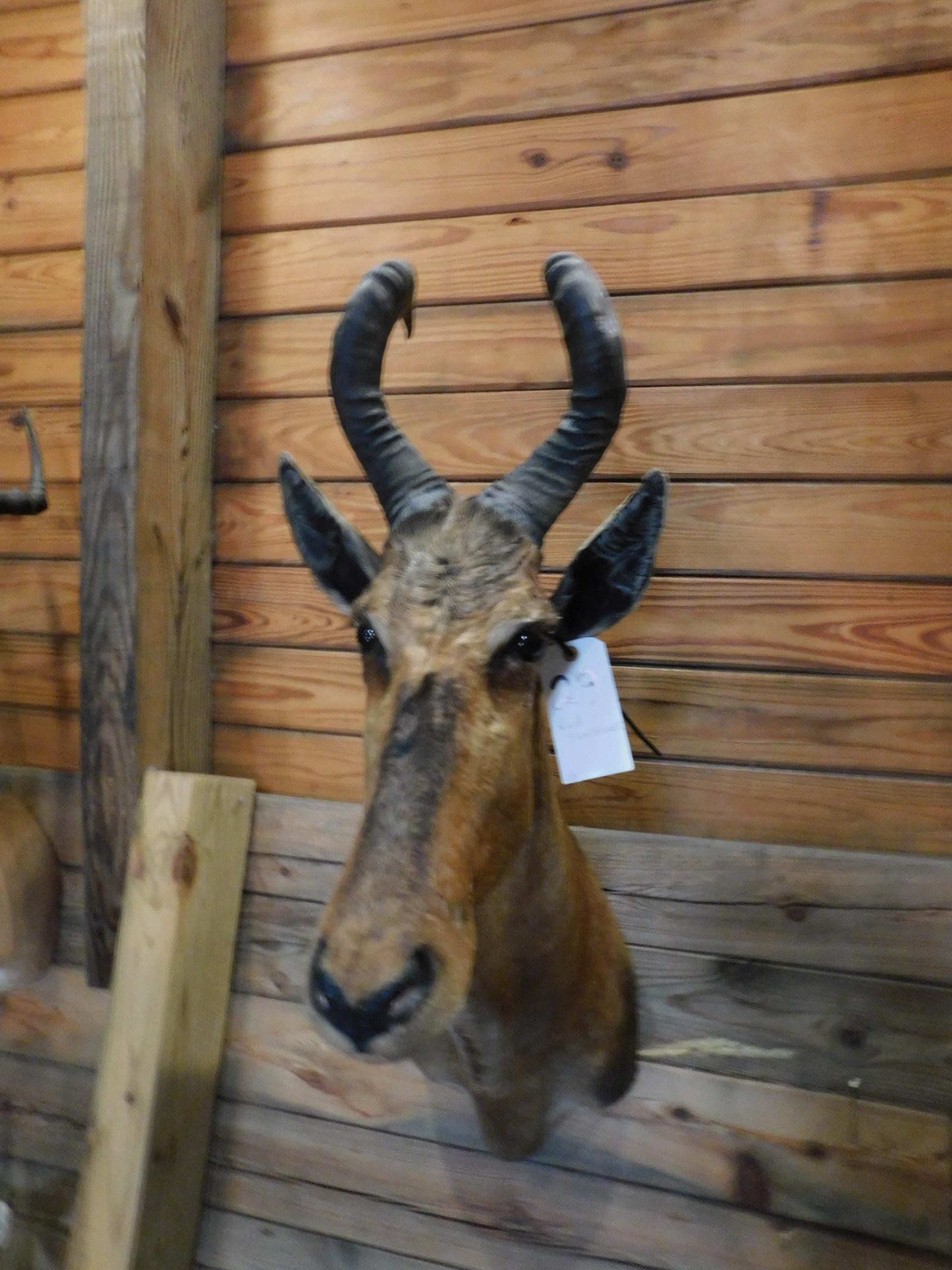 RED HARTEBEEST