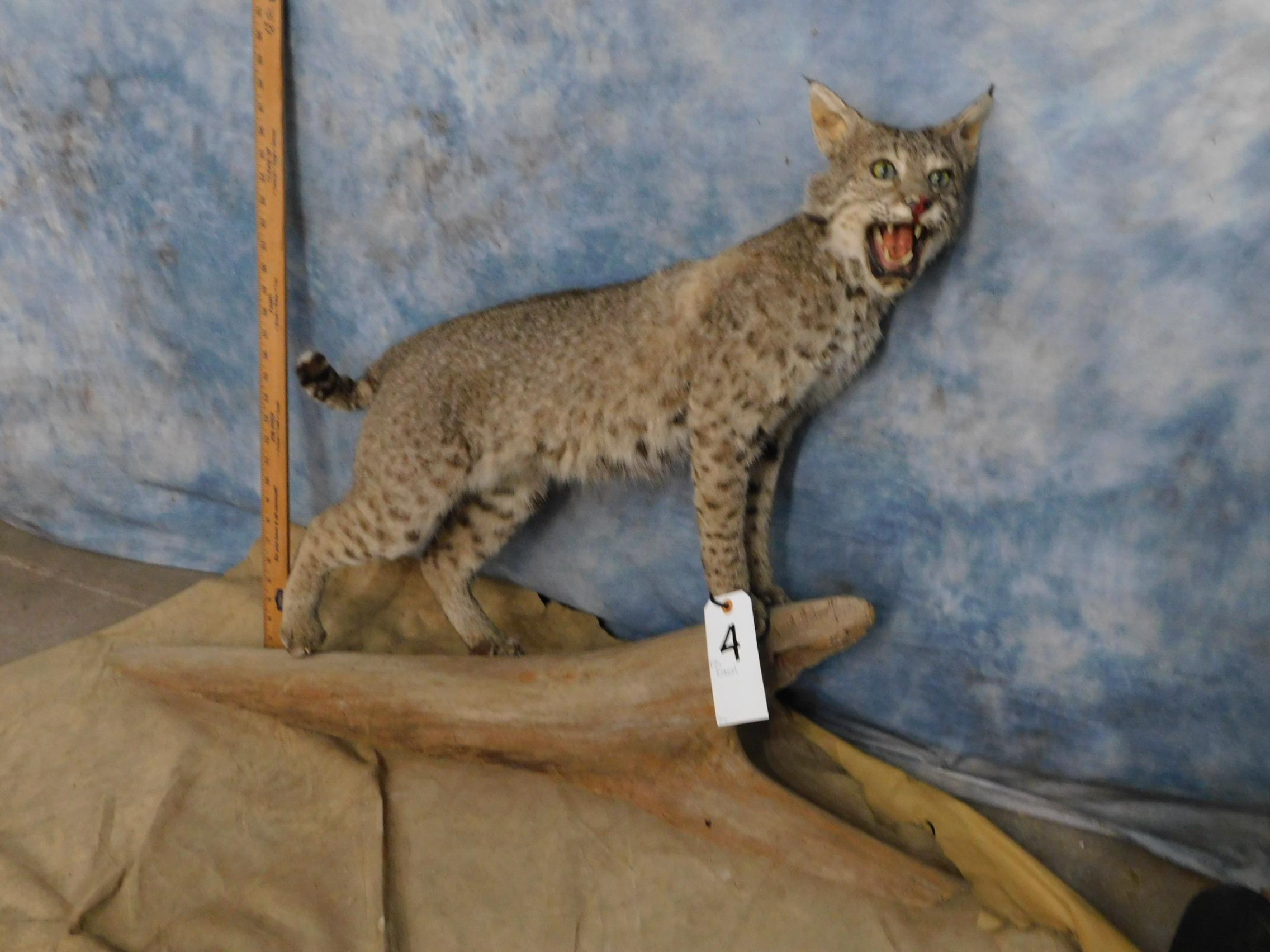 FB BOBCAT