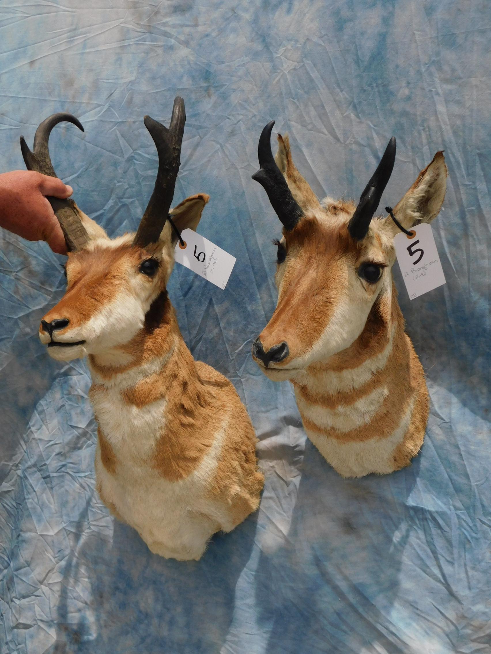 2 PRONGHORN SH MTS (2x$)