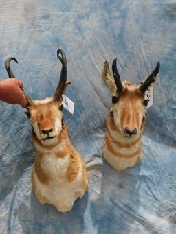 2 PRONGHORN SH MTS (2x$)