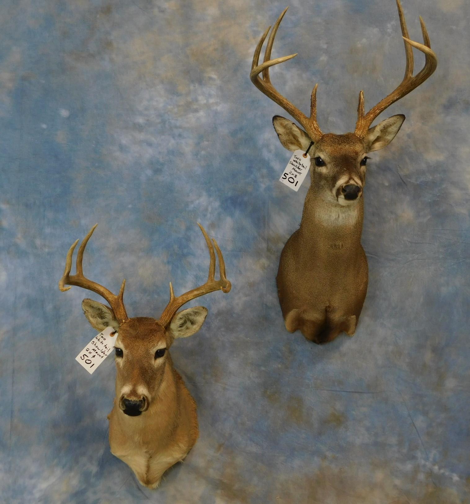 2 WHITETAIL SH MTS (2x$)