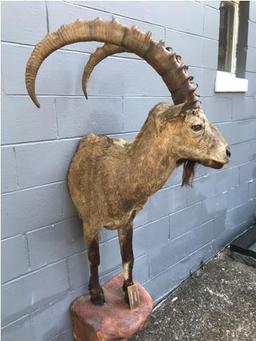 1/2 BODY MONGOLIAN IBEX