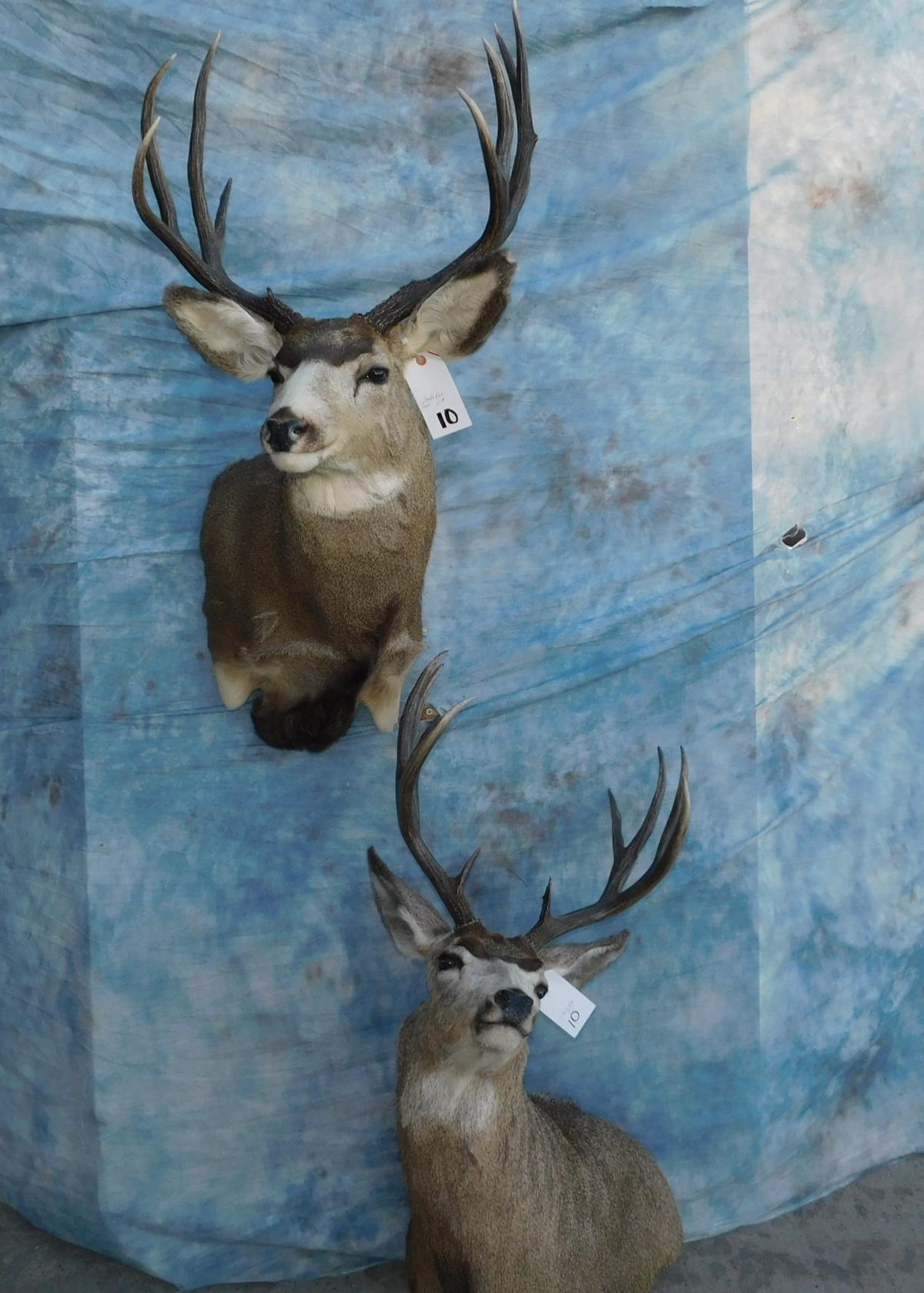 2 MULE DEER (2x$)