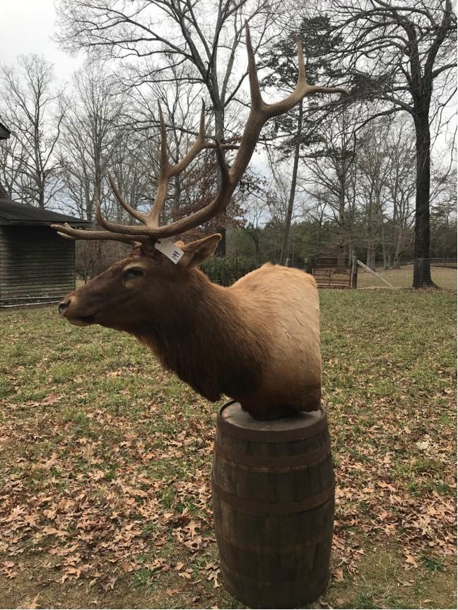 XL ELK PEDESTAL MT