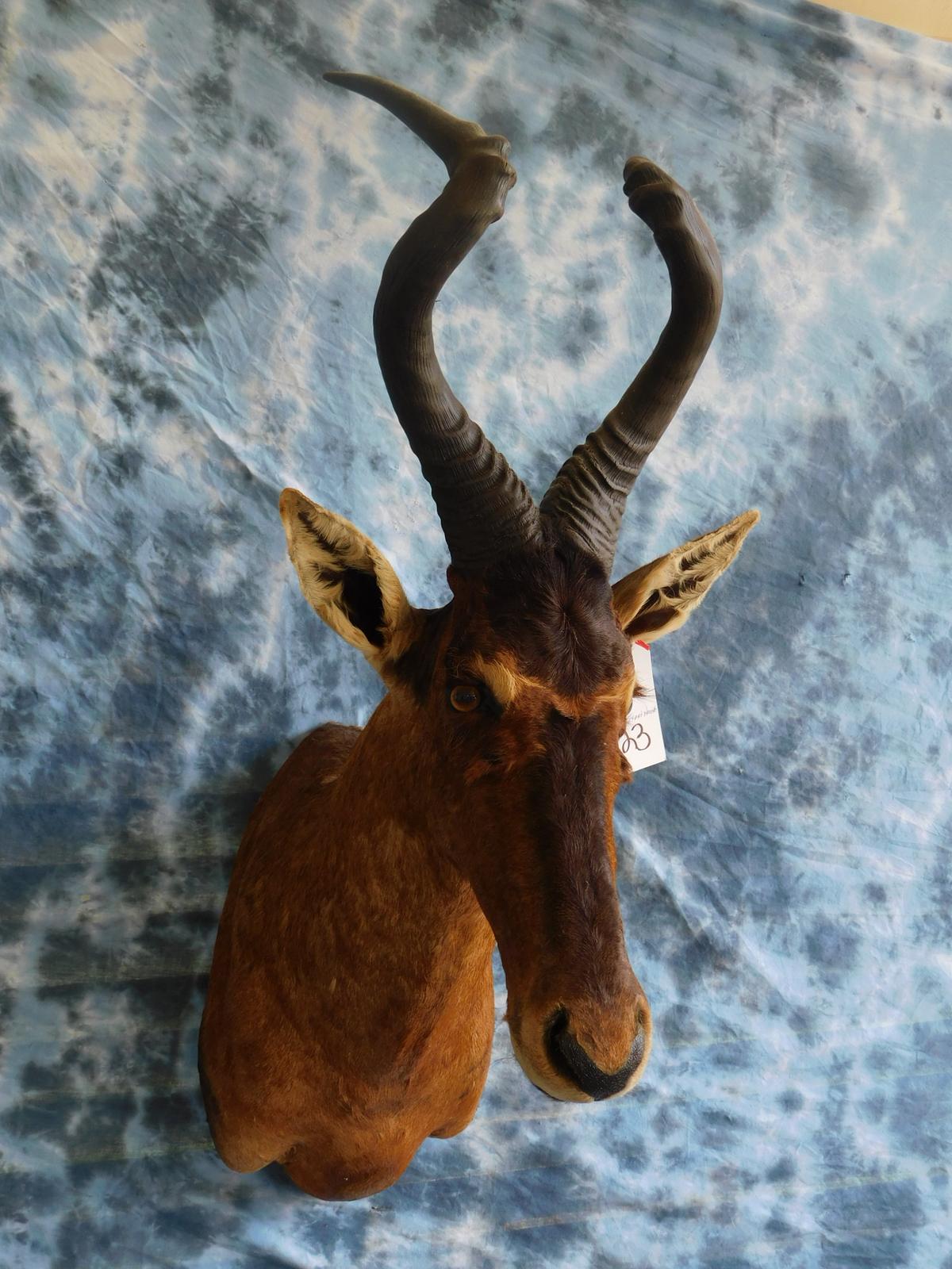 RED HARTEBEEST