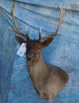 FALLOW DEER