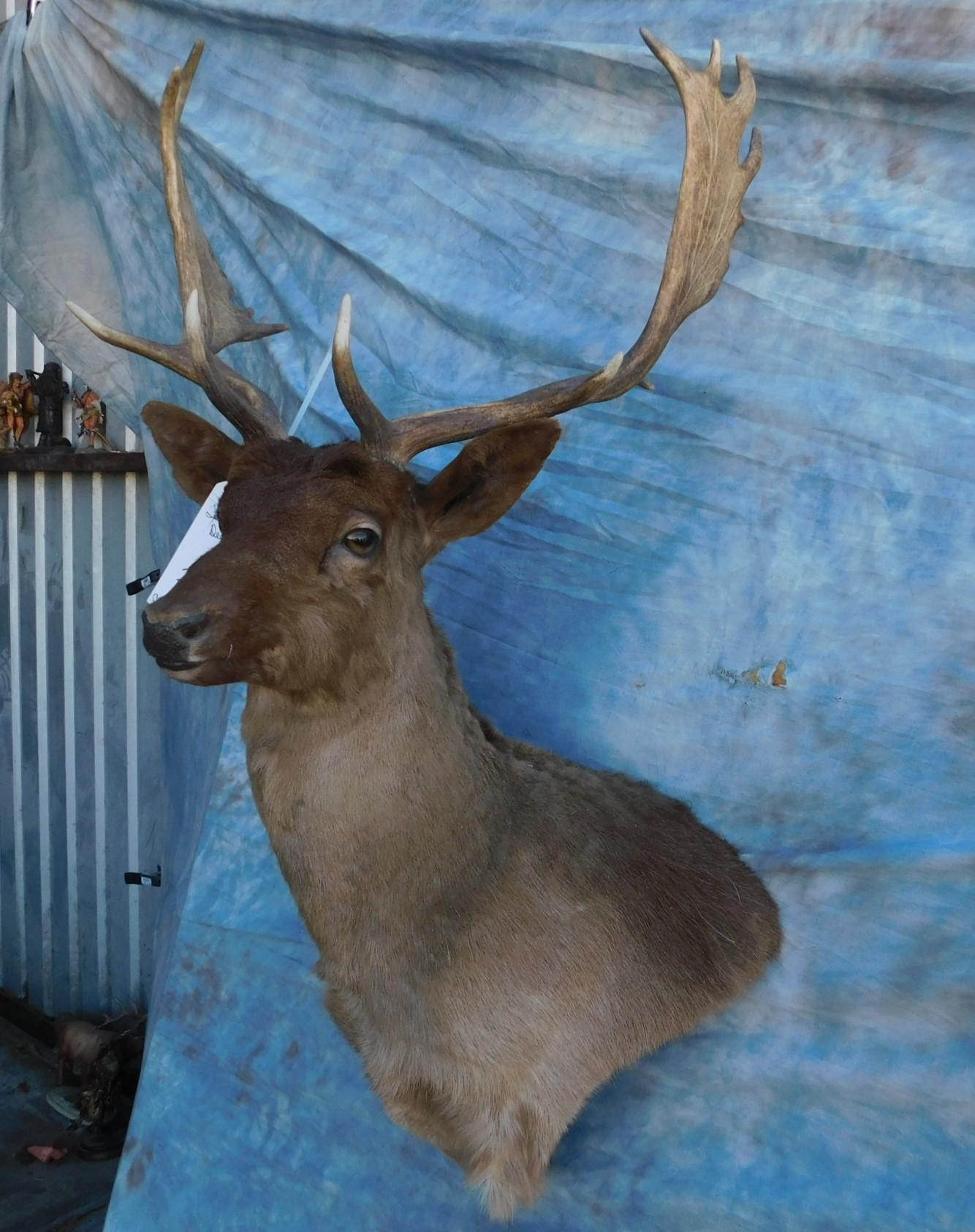 FALLOW DEER