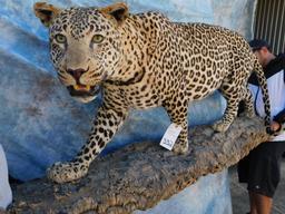 FB LEOPARD (TX RES ONLY)