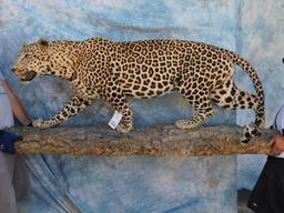 FB LEOPARD (TX RES ONLY)