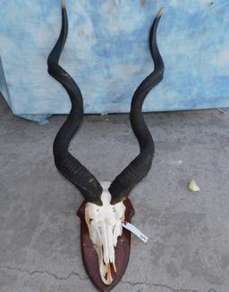 KUDU SKULL