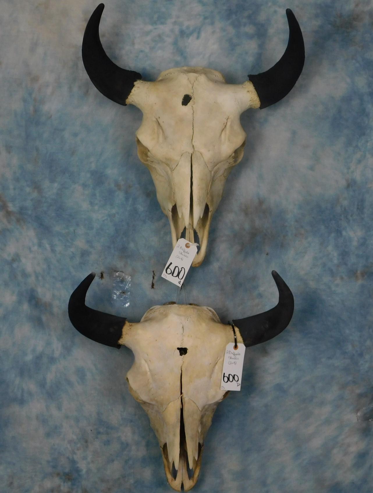 2 BUFFALO SKULLS (2x$)