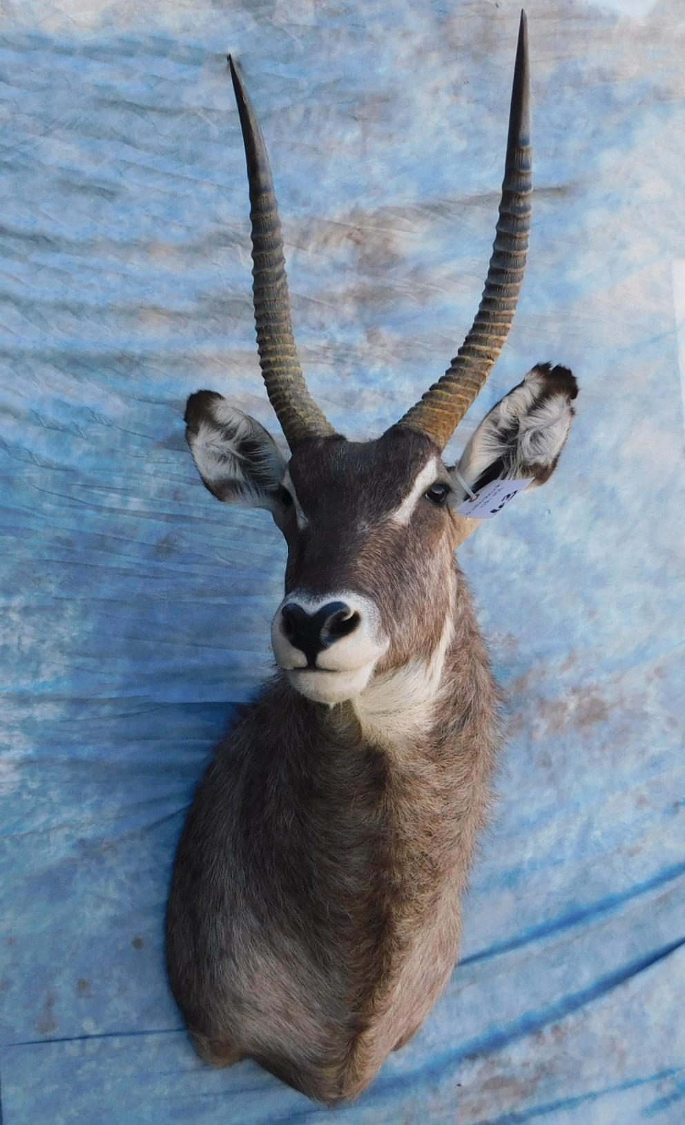 WATERBUCK SH MT