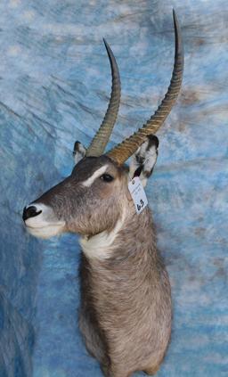 WATERBUCK SH MT