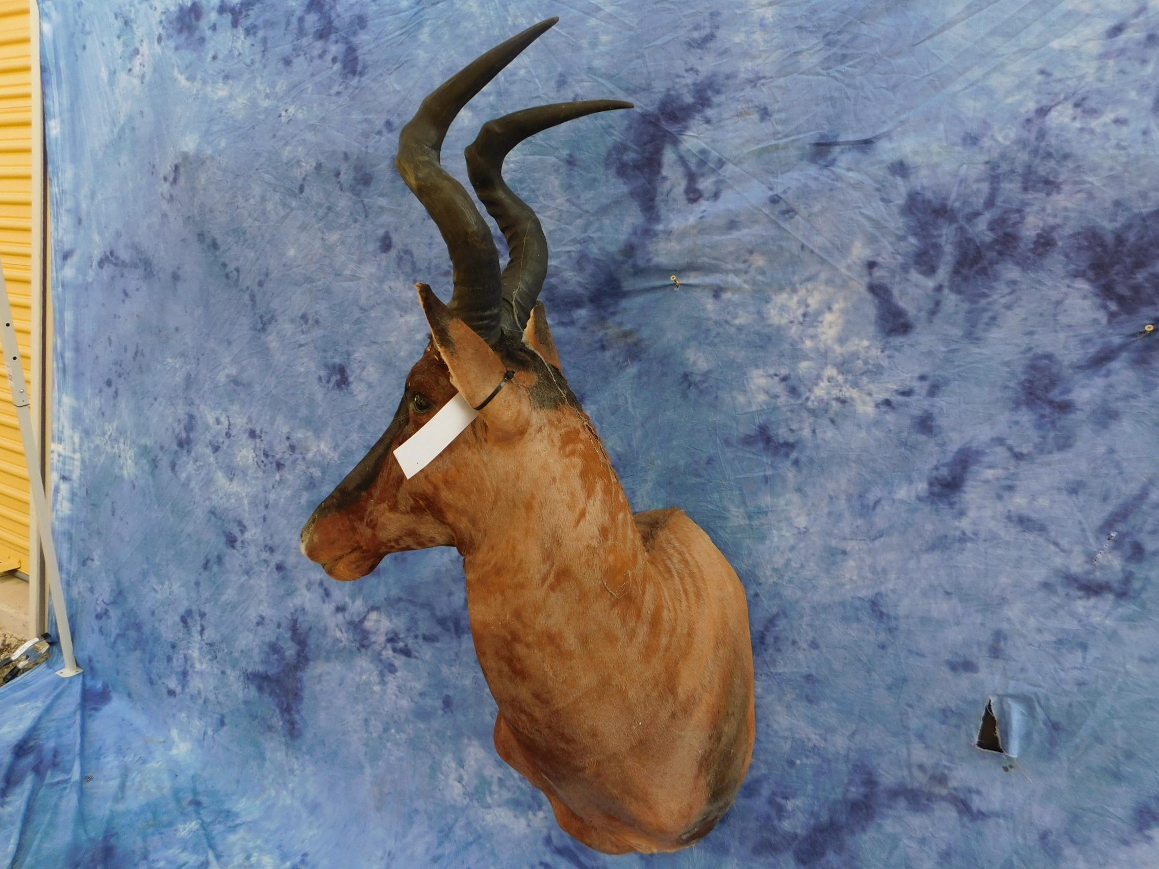 HARTEBEEST SH MT