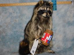 Peanut Butter Raccoon