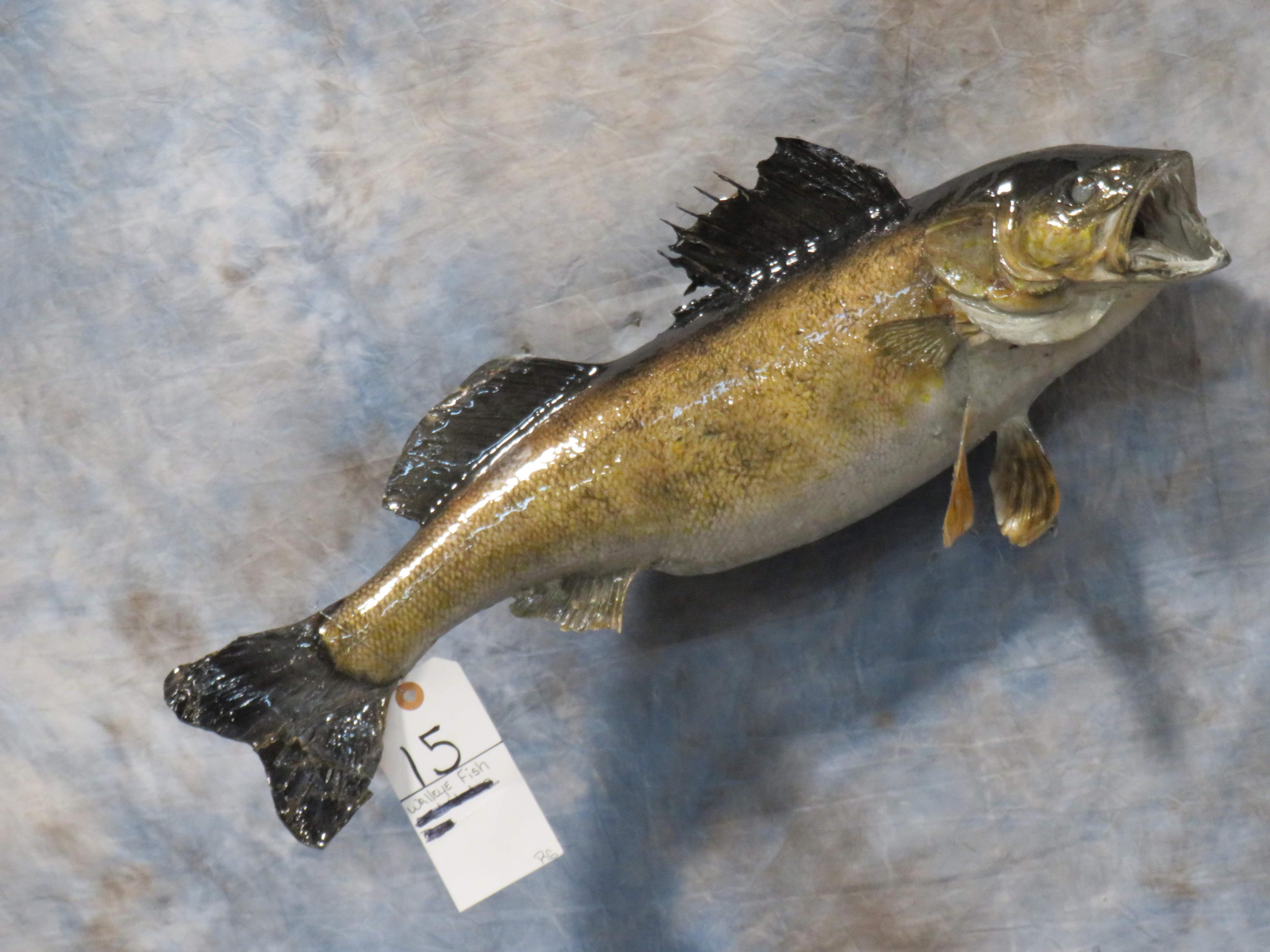 WALLEYE FISH