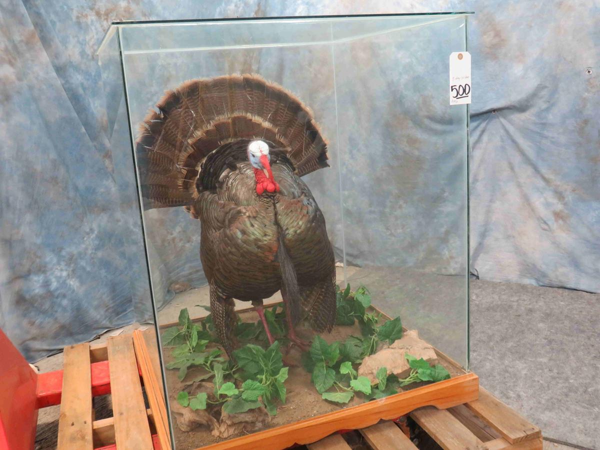 TURKEY IN GLASS SHOWCASE