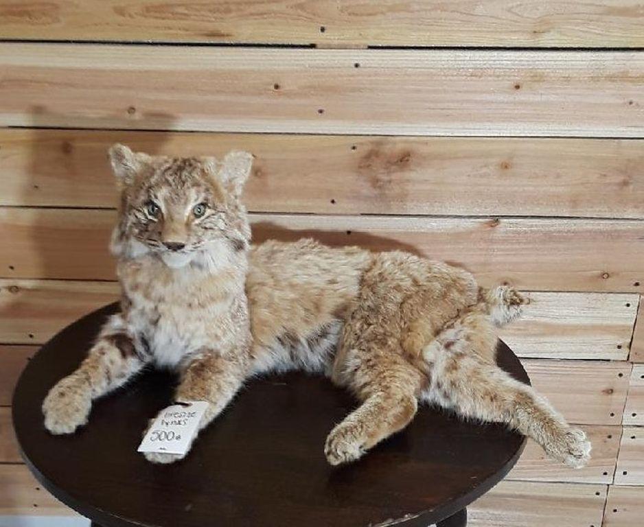 LIFESIZE LYNX  TAXIDERMY