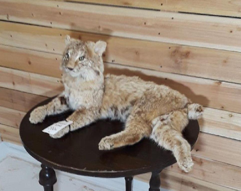 LIFESIZE LYNX  TAXIDERMY