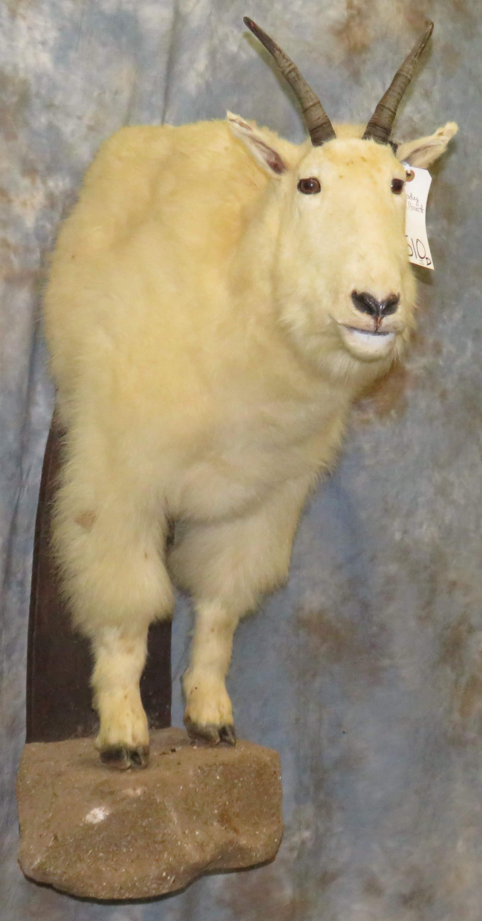 1/2 BODY MTN GOAT  TAXIDERMY