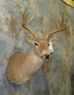 WHITETAIL SH MT TAXIDERMY