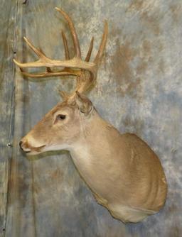 WHITETAIL SH MT TAXIDERMY