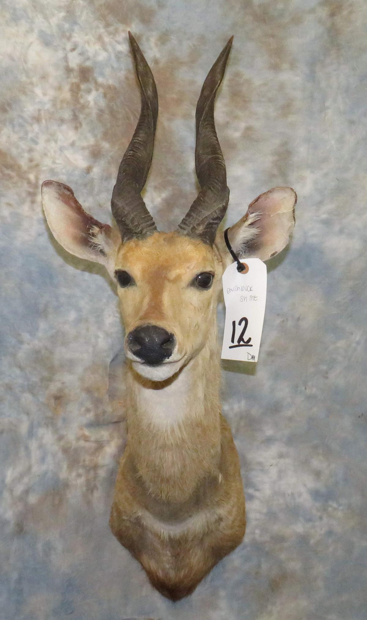 BUCHBUCK SH MT TAXIDERMY