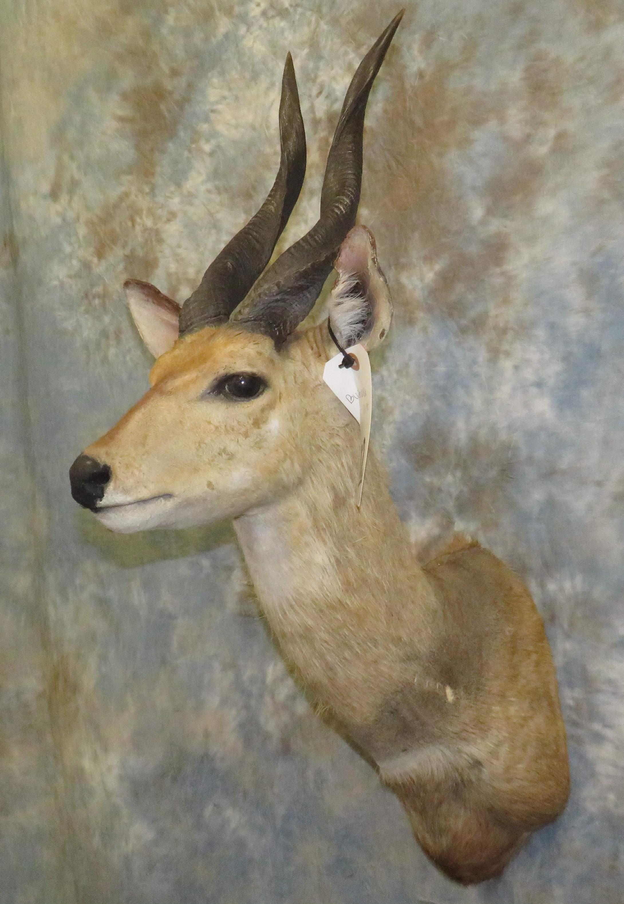 BUCHBUCK SH MT TAXIDERMY