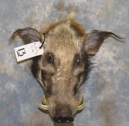 BUSH PIG TAXIDERMY