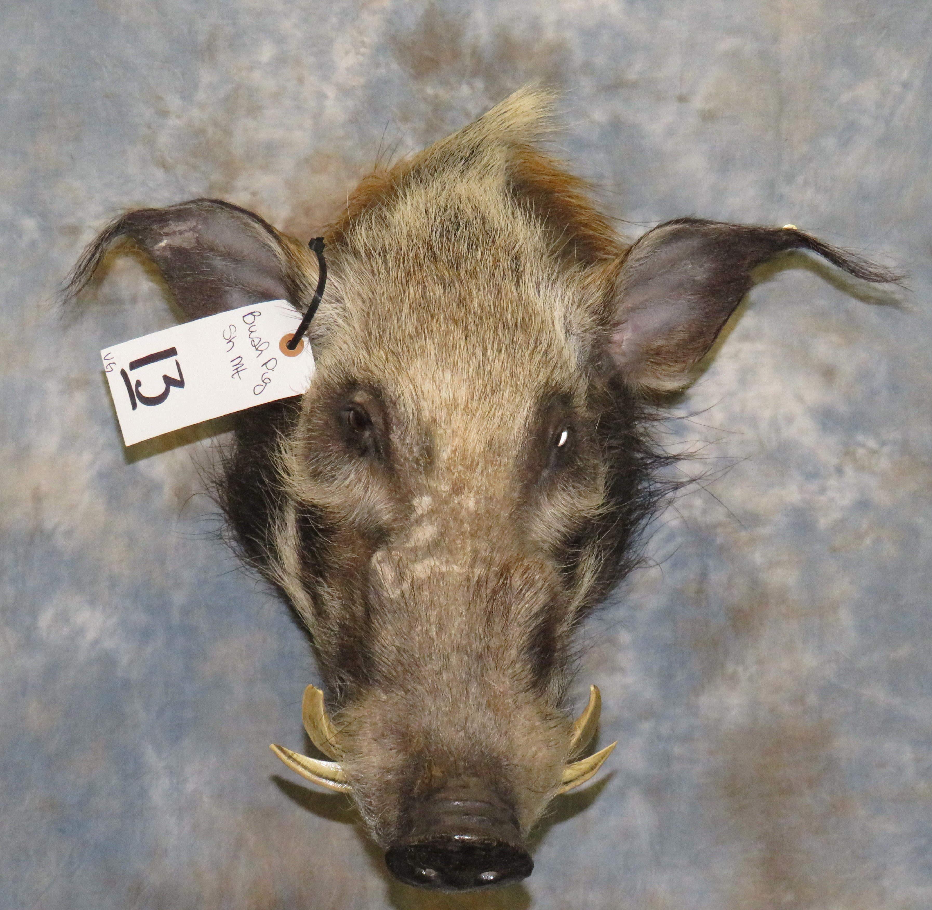 BUSH PIG TAXIDERMY