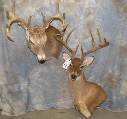 2 WHITETAIL SH MTS (2X$) TAXIDERMY