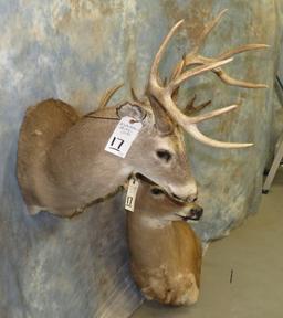 2 WHITETAIL SH MTS (2X$) TAXIDERMY