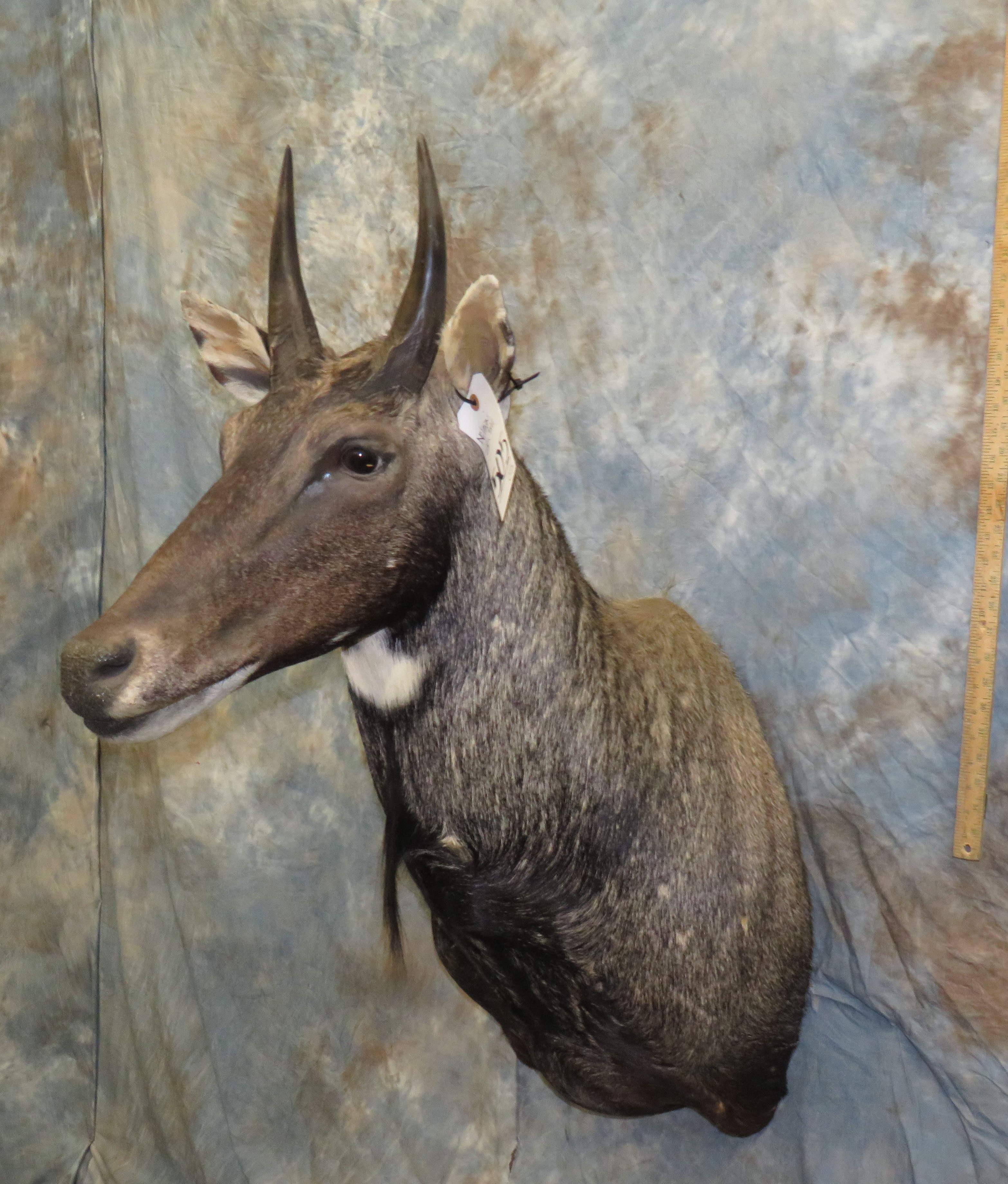 NILGAI SH MT TAXIDERMY