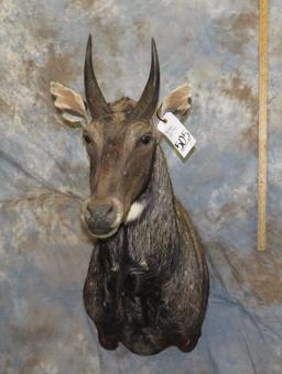 NILGAI SH MT TAXIDERMY