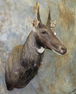 NILGAI SH MT TAXIDERMY