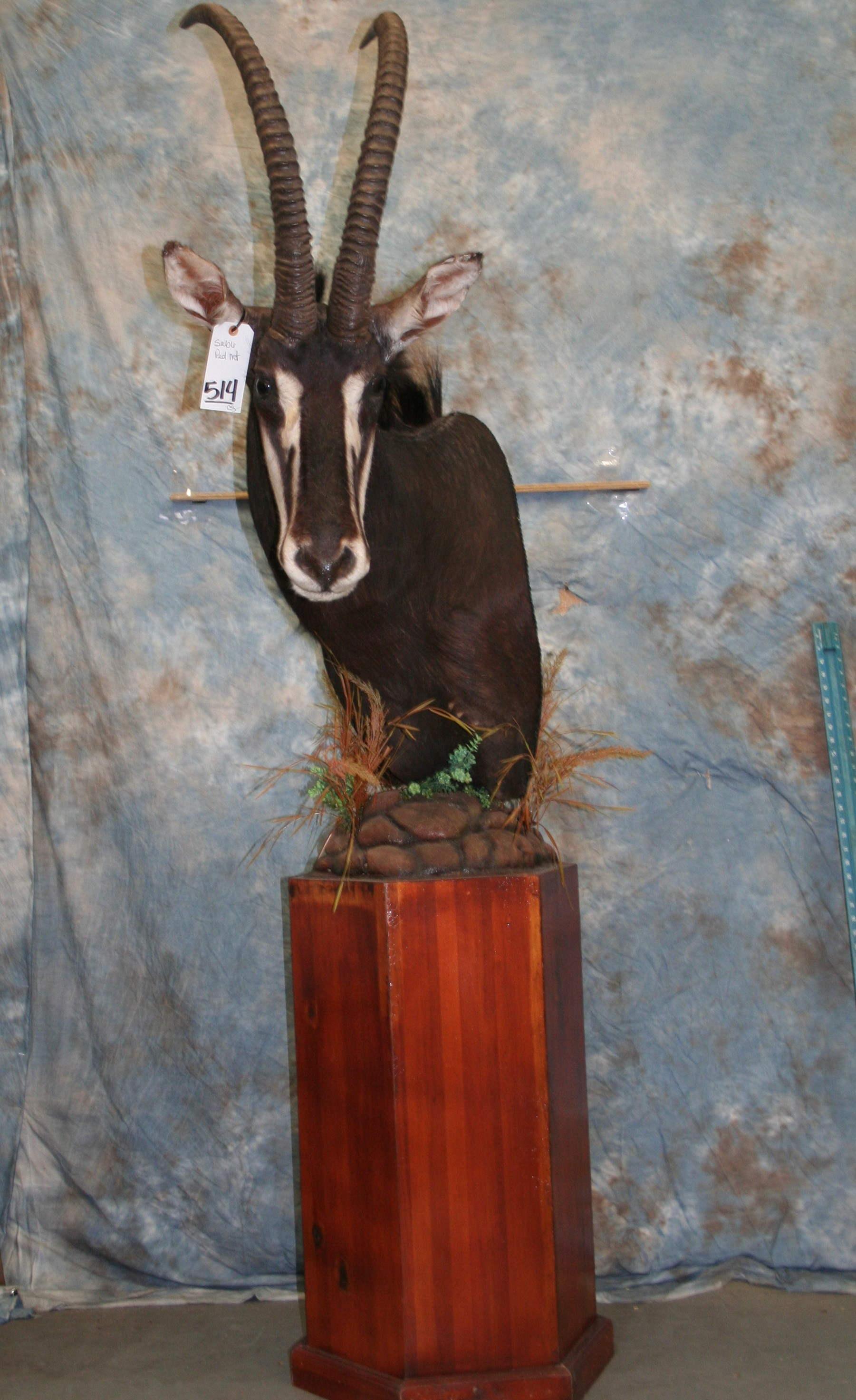 SABLE PED MT TAXIDERMY