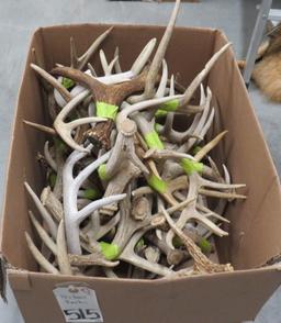 40 DEER RACKS (ONE $) TAXIDERMY