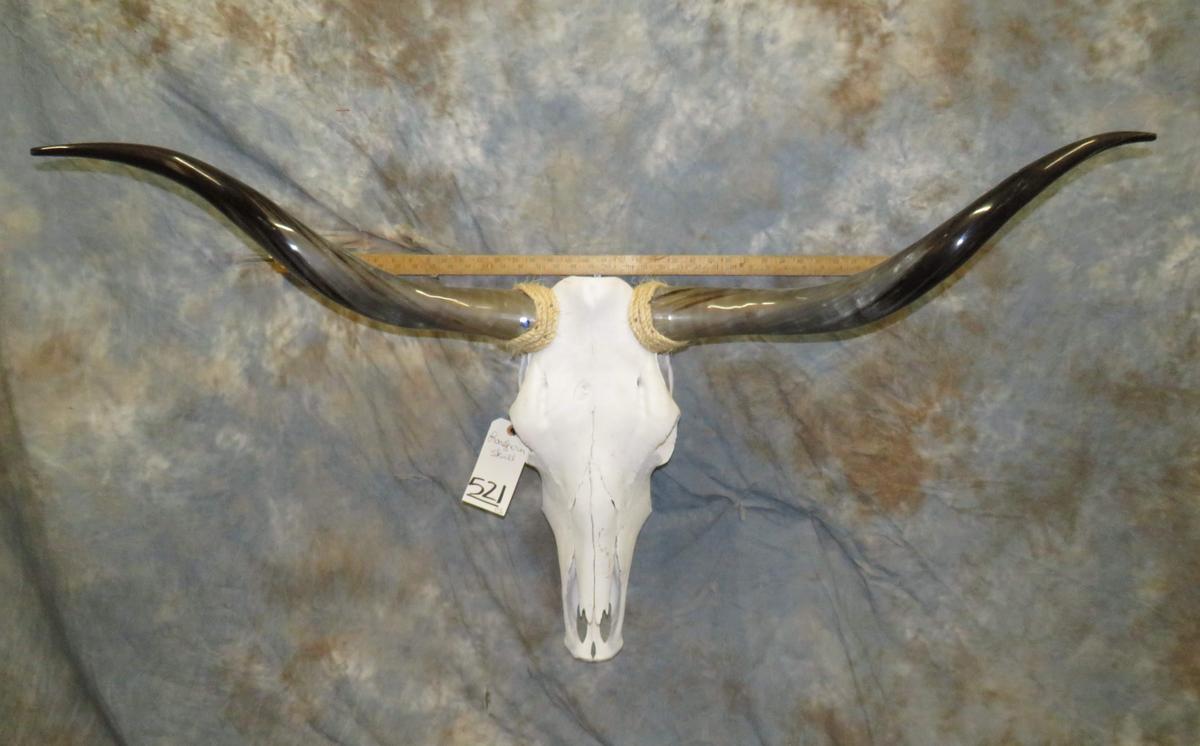 LONGHORN SKULL TAXIDERMY