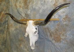 LONGHORN SKULL TAXIDERMY