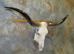 LONGHORN SKULL TAXIDERMY