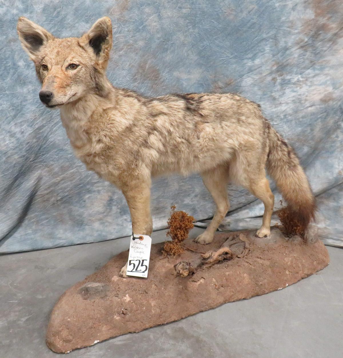LIFESIZE STANDING WESTERN COYOTE TAXIDERMY