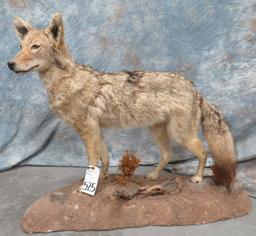 LIFESIZE STANDING WESTERN COYOTE TAXIDERMY