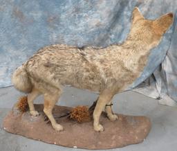 LIFESIZE STANDING WESTERN COYOTE TAXIDERMY