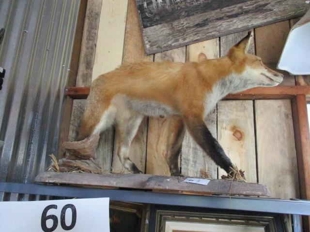 Red Fox Taxidermy ount