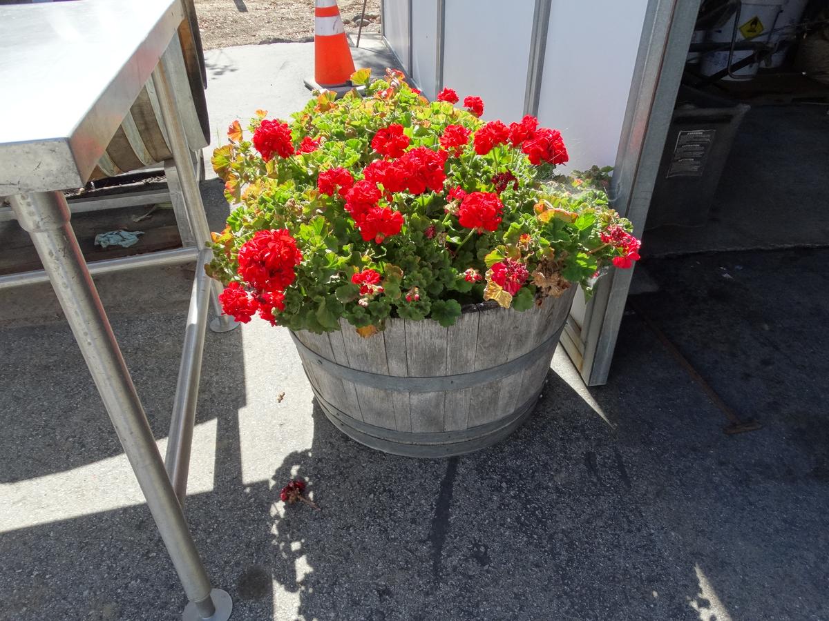 17 x 24 Half Barrel Wood Flower Pots